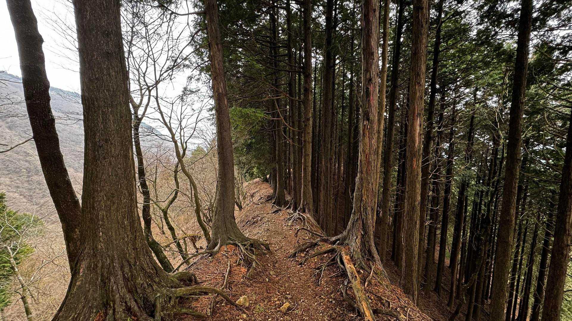 鍋割山・塔ノ岳・烏尾山縦走 の写真 48