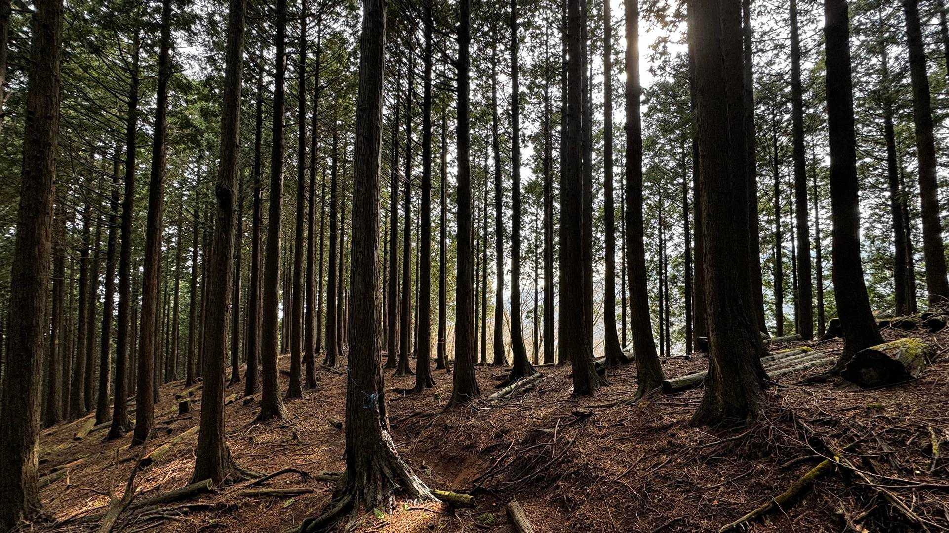 鍋割山・塔ノ岳・烏尾山縦走 の写真 50