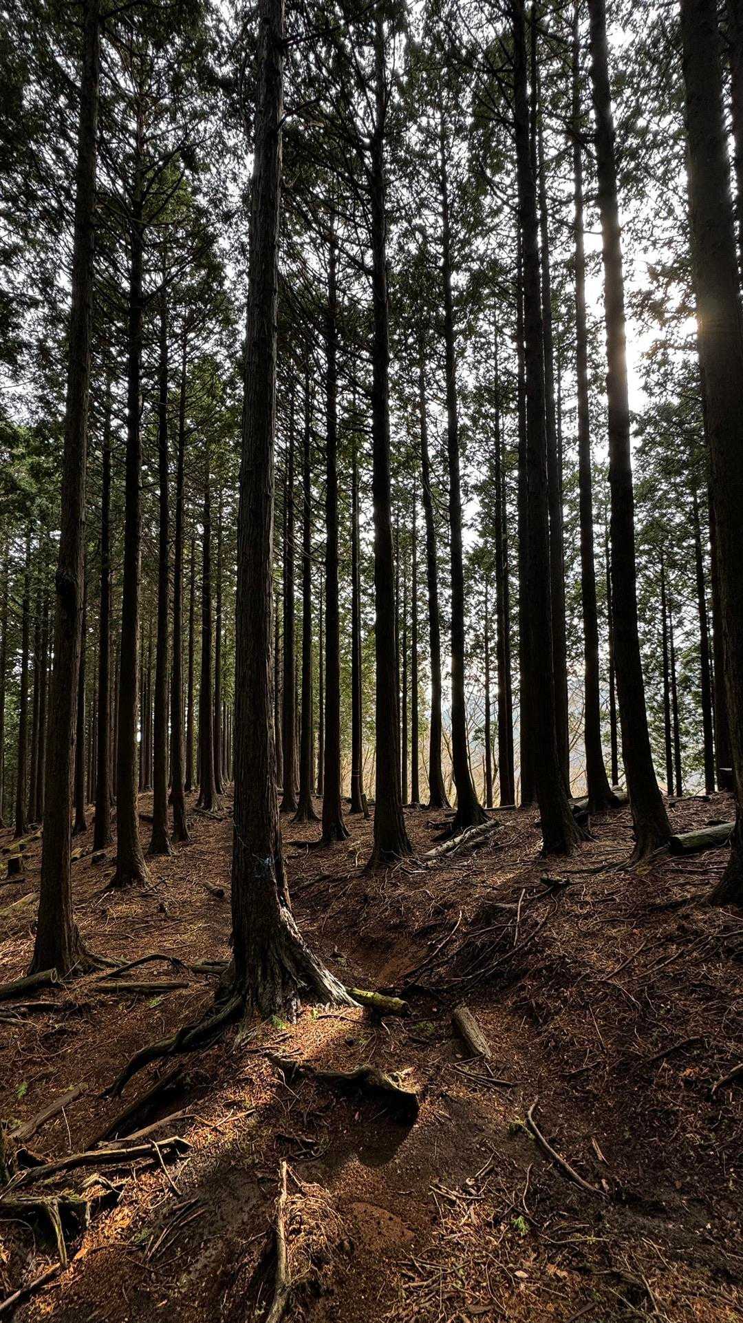鍋割山・塔ノ岳・烏尾山縦走 の写真 51