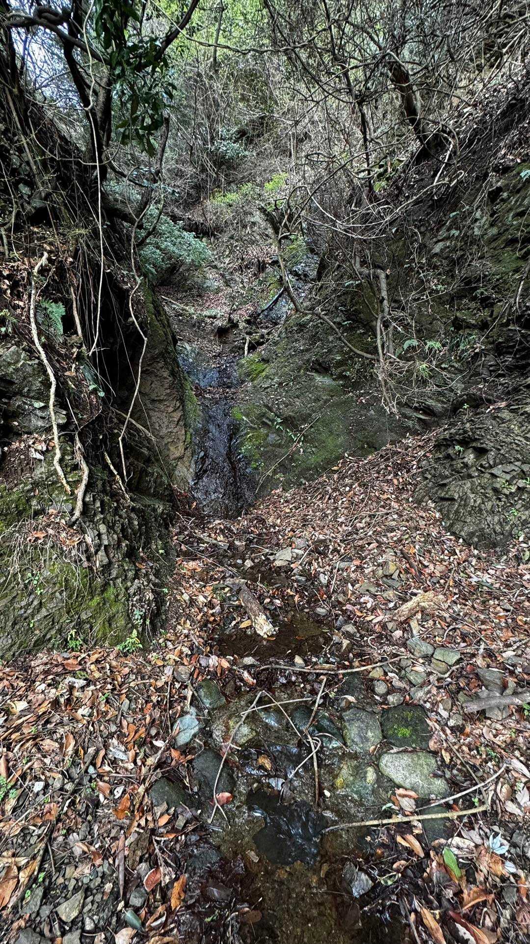 鍋割山・塔ノ岳・烏尾山縦走 の写真 59