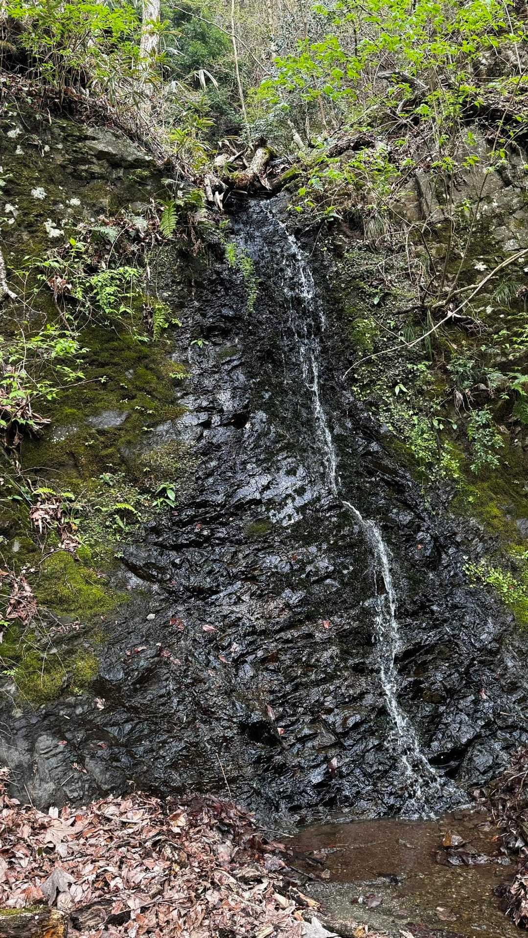 鍋割山・塔ノ岳・烏尾山縦走 の写真 63