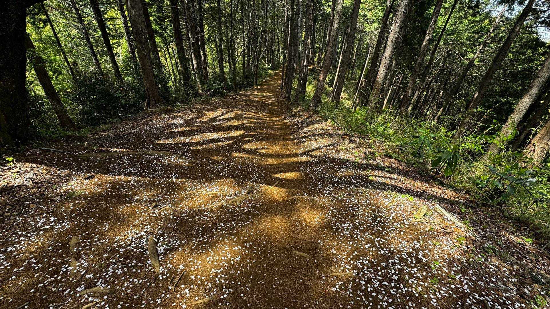 南高尾セブンサミッツ（大洞山・コンピラ山・中沢山・入沢山・泰光寺山・榎窪山・草戸山） の写真 36