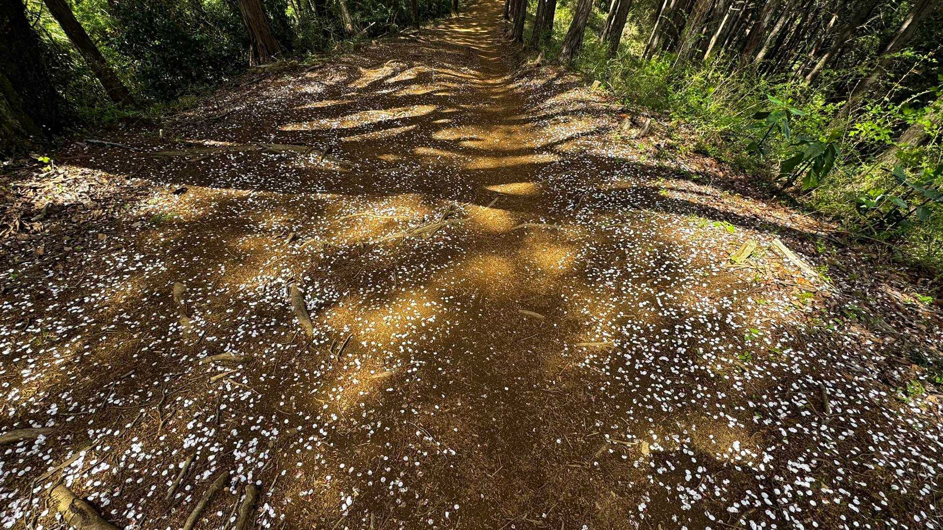 南高尾セブンサミッツ（大洞山・コンピラ山・中沢山・入沢山・泰光寺山・榎窪山・草戸山） の写真 35