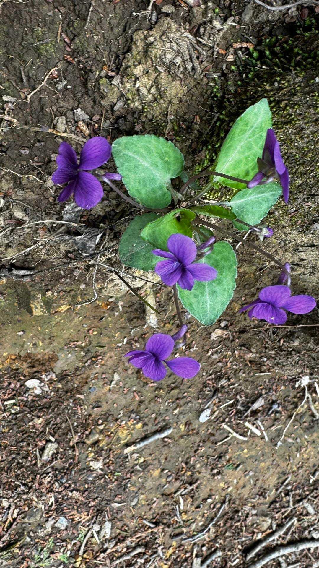 南高尾セブンサミッツ（大洞山・コンピラ山・中沢山・入沢山・泰光寺山・榎窪山・草戸山） の写真 30