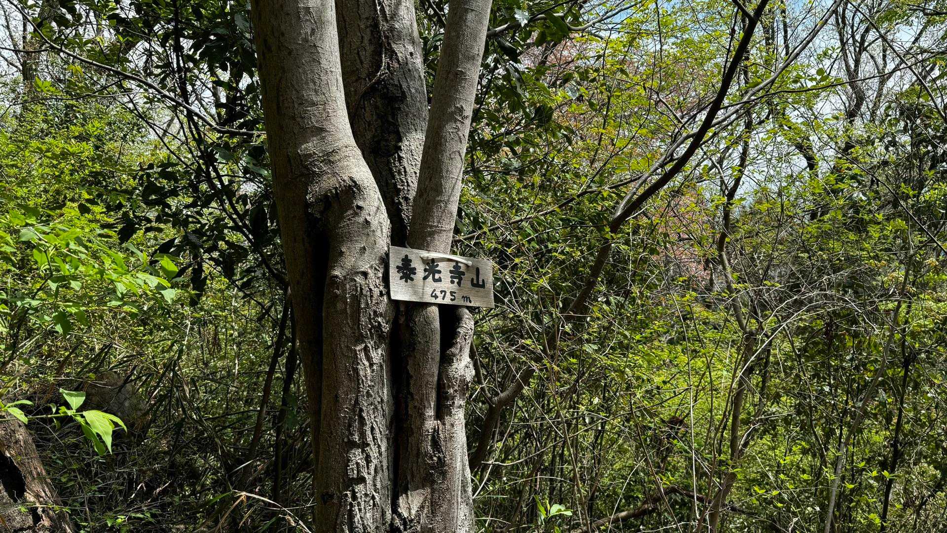 南高尾セブンサミッツ（大洞山・コンピラ山・中沢山・入沢山・泰光寺山・榎窪山・草戸山） の写真 22