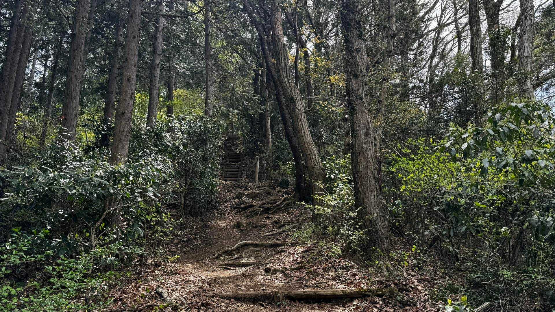 南高尾セブンサミッツ（大洞山・コンピラ山・中沢山・入沢山・泰光寺山・榎窪山・草戸山） の写真 13