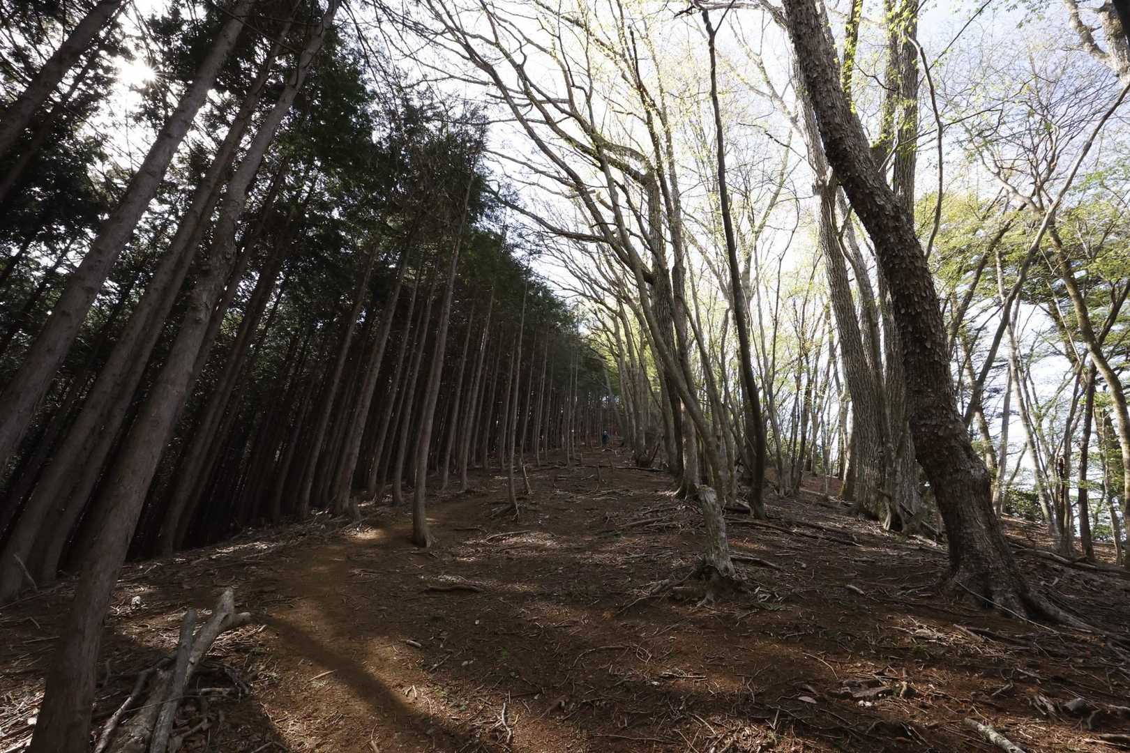 御前山 の写真 11