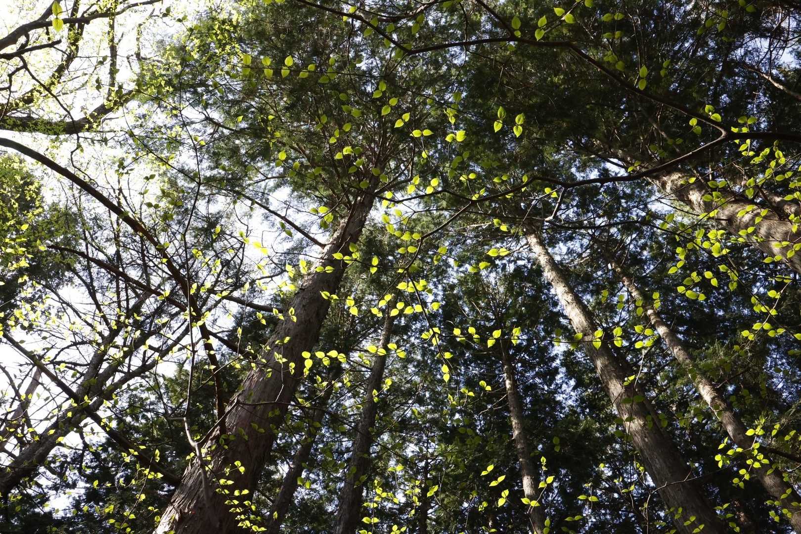 御前山 の写真 15