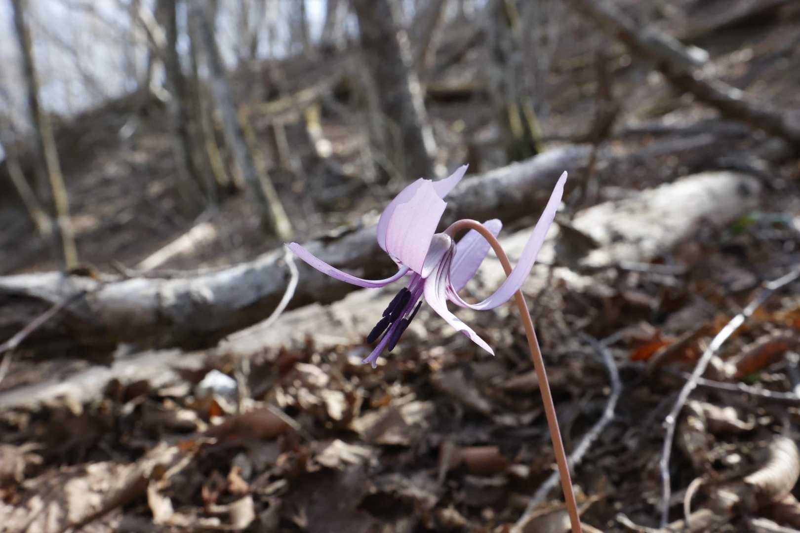 カタクリの花
