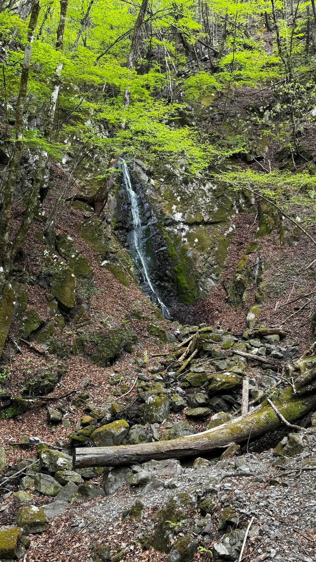 川苔山・梶尾根縦走 の写真 22