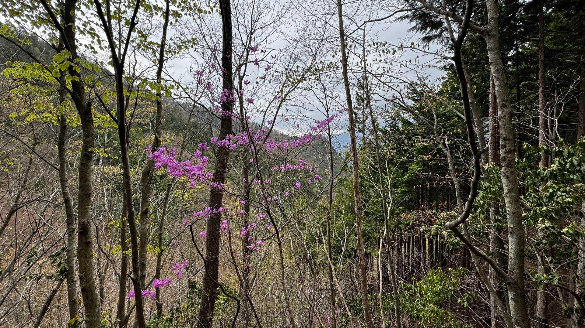 川苔山・梶尾根縦走 の写真 20