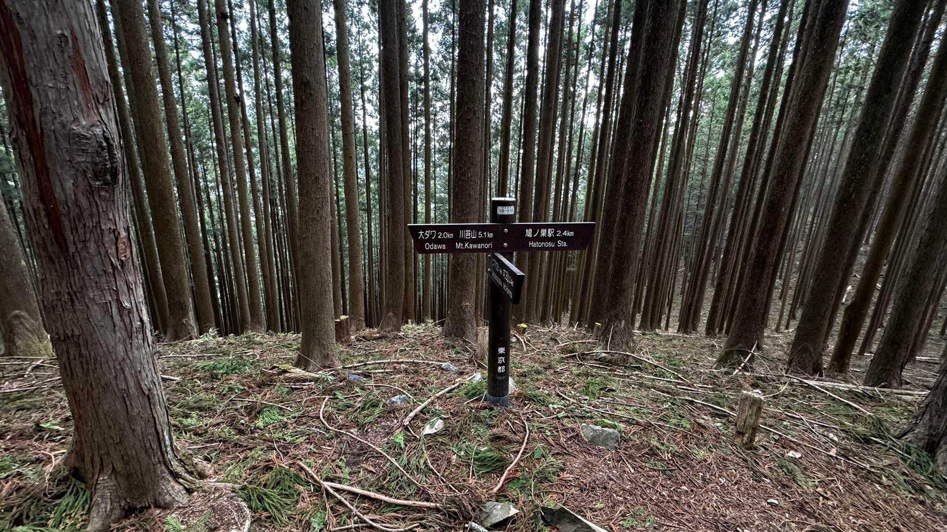 川苔山・梶尾根縦走 の写真 11