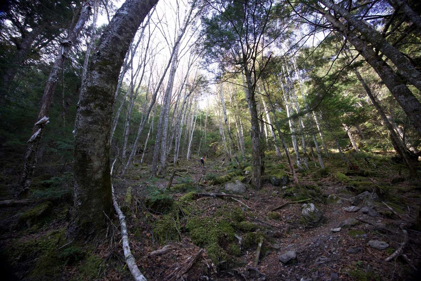三宝山・甲武信ヶ岳縦走 の写真 9