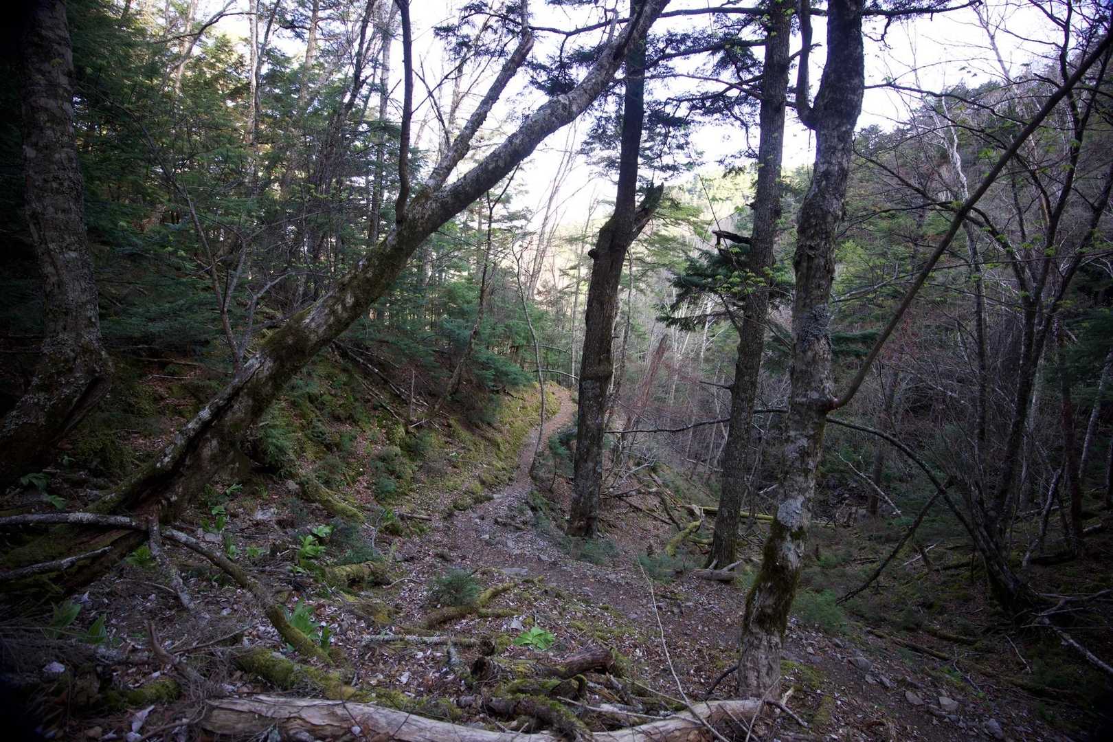 三宝山・甲武信ヶ岳縦走 の写真 8