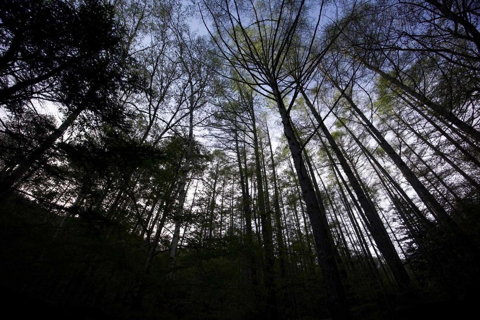 三宝山・甲武信ヶ岳縦走 の写真 6