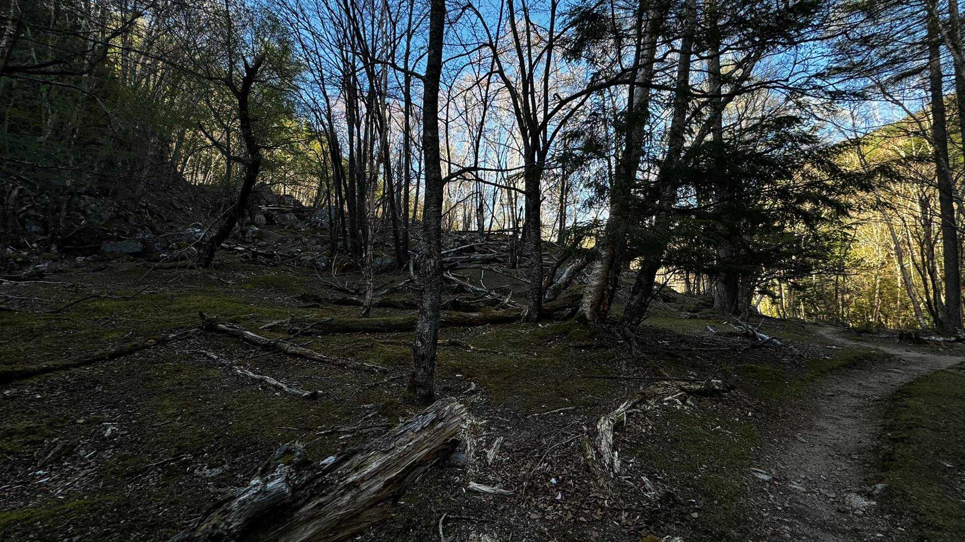 三宝山・甲武信ヶ岳縦走 の写真 38