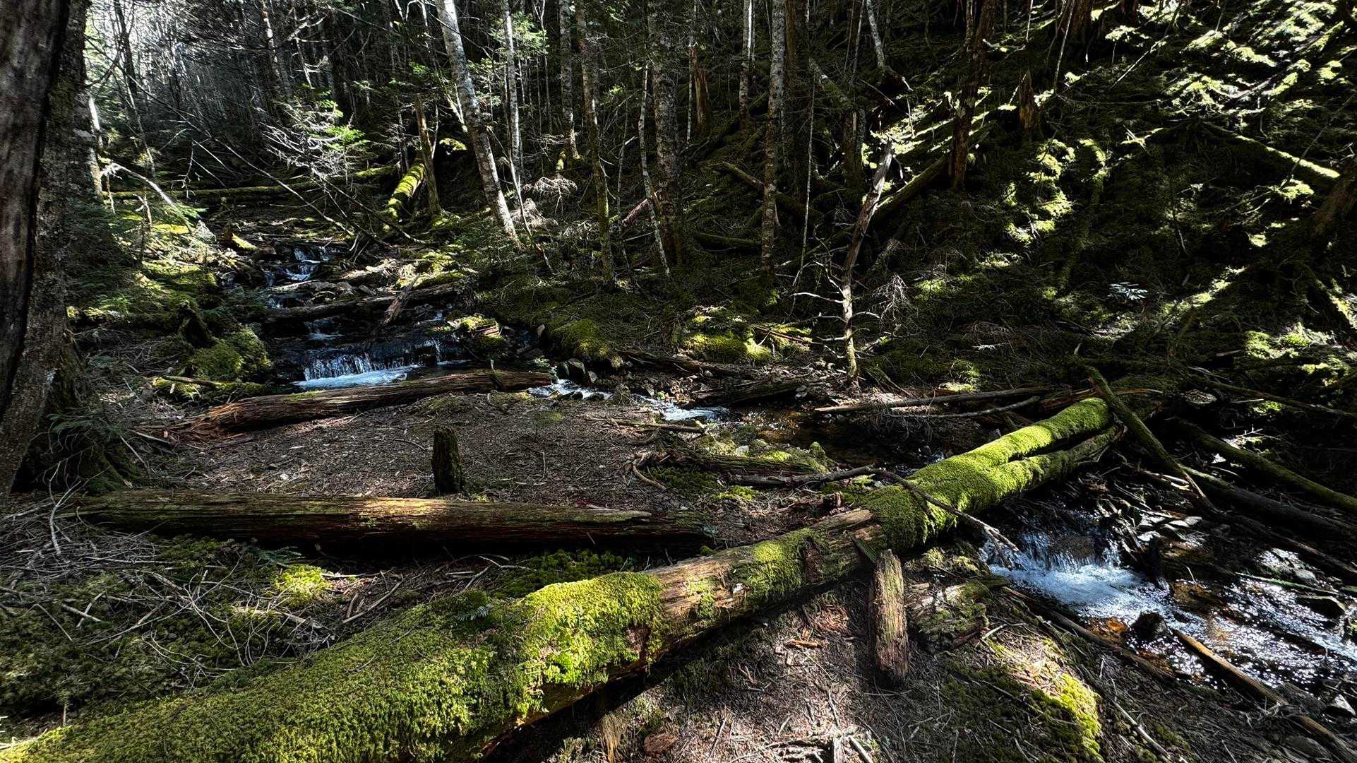 三宝山・甲武信ヶ岳縦走 の写真 34