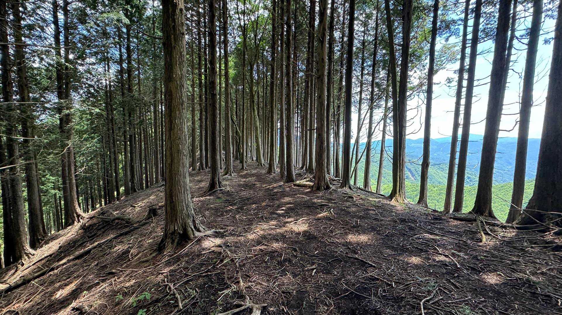 富士箱根トレイル／セクションハイク（三国山〜湯船山〜不老山〜駿河小山駅）＋鉄砲木ノ頭 の写真 29