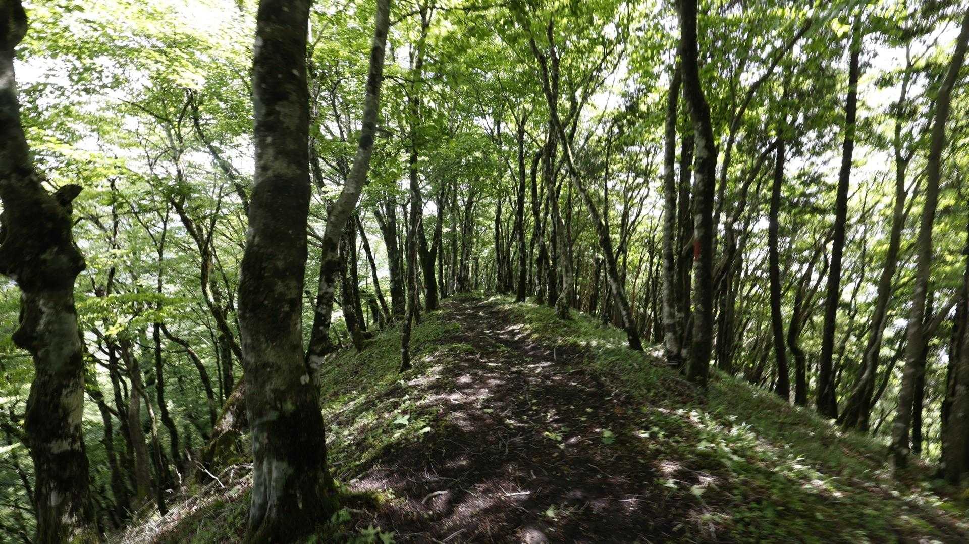 富士箱根トレイル／セクションハイク（三国山〜湯船山〜不老山〜駿河小山駅）＋鉄砲木ノ頭 の写真 11