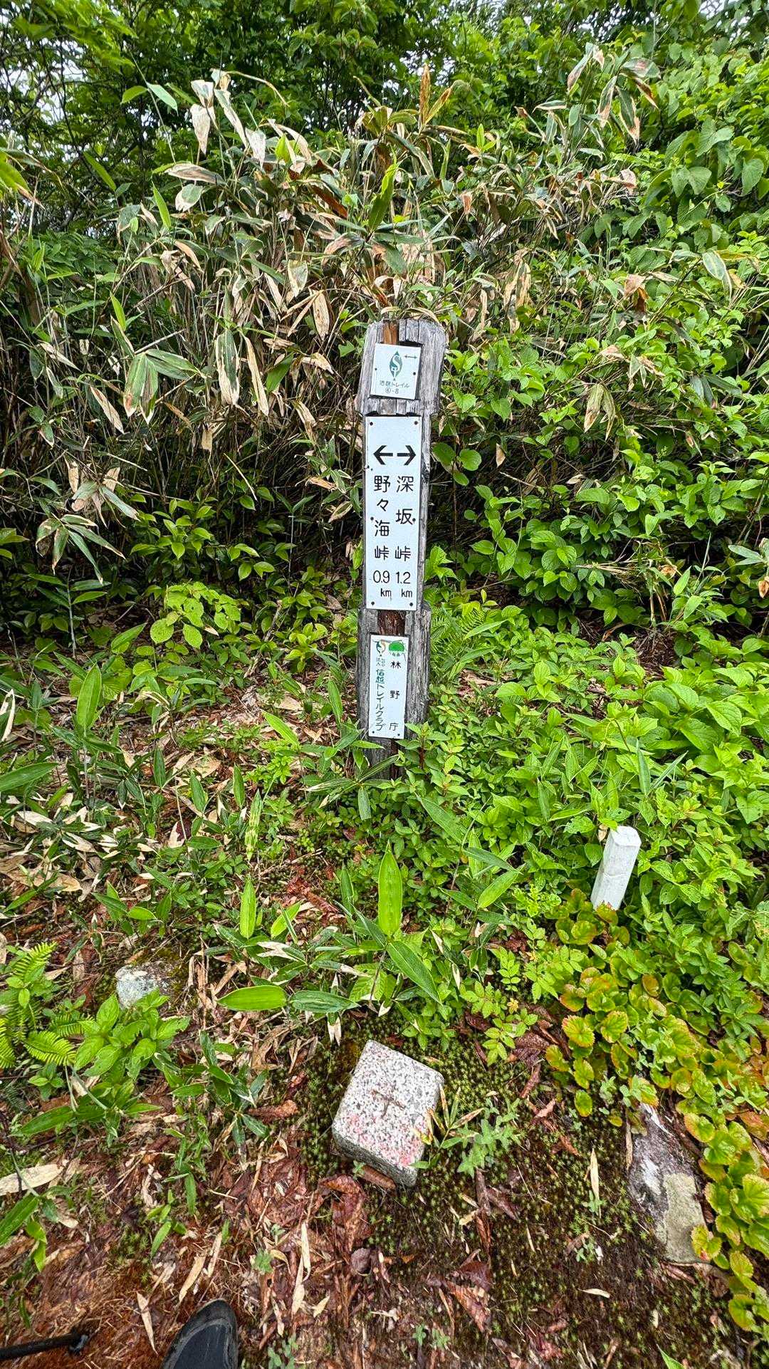 信越トレイル#4（sec.5-6-7／関田峠〜伏野峠〜野々海〜天水山〜森宮之原駅） の写真 51