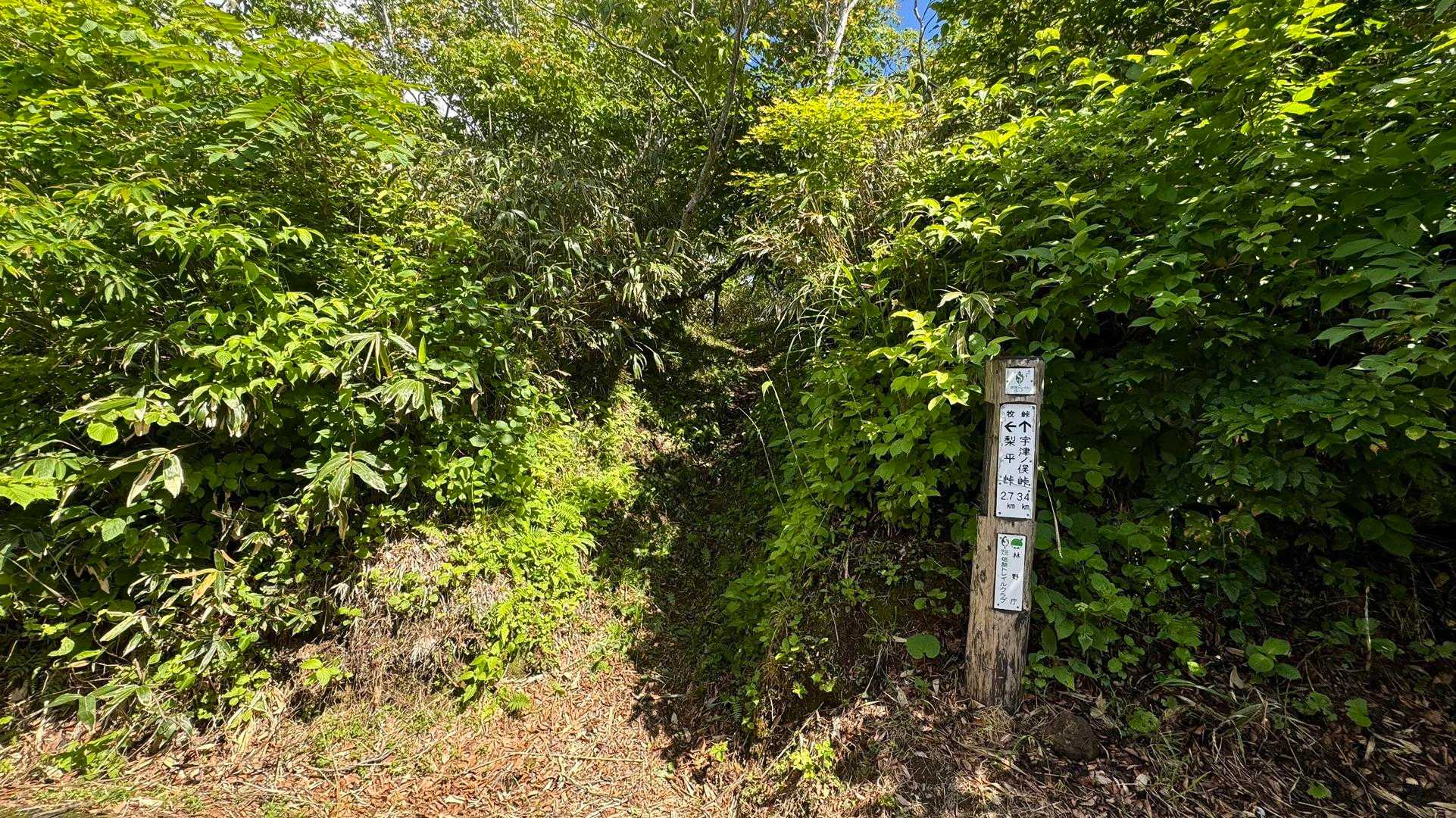 信越トレイル#4（sec.5-6-7／関田峠〜伏野峠〜野々海〜天水山〜森宮之原駅） の写真 12