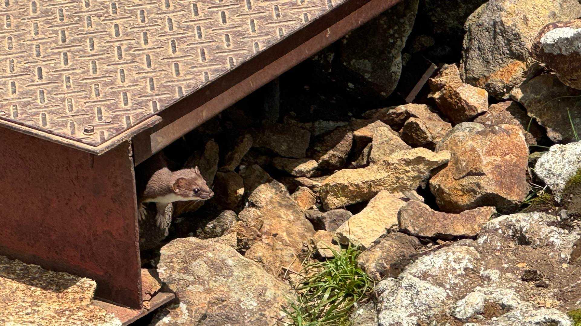 赤岳頂上山荘におこじょ？