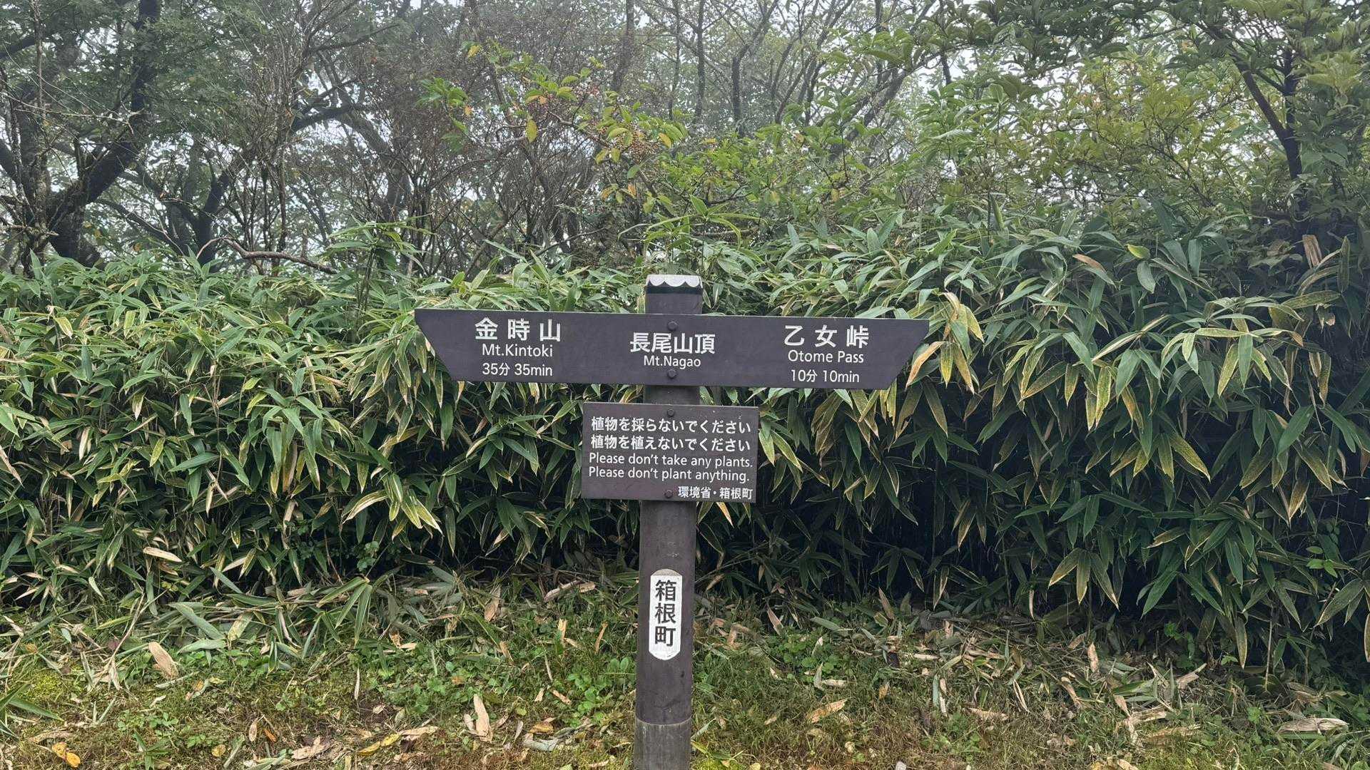 富士箱根トレイル（丸鉢山・金時山・長尾山） の写真 11