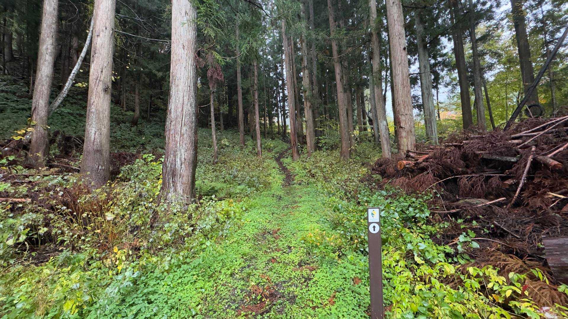 信越トレイル#5（sec.10-9-8／苗場山〜小赤沢〜結東〜森宮之原駅）、完走！ の写真 45