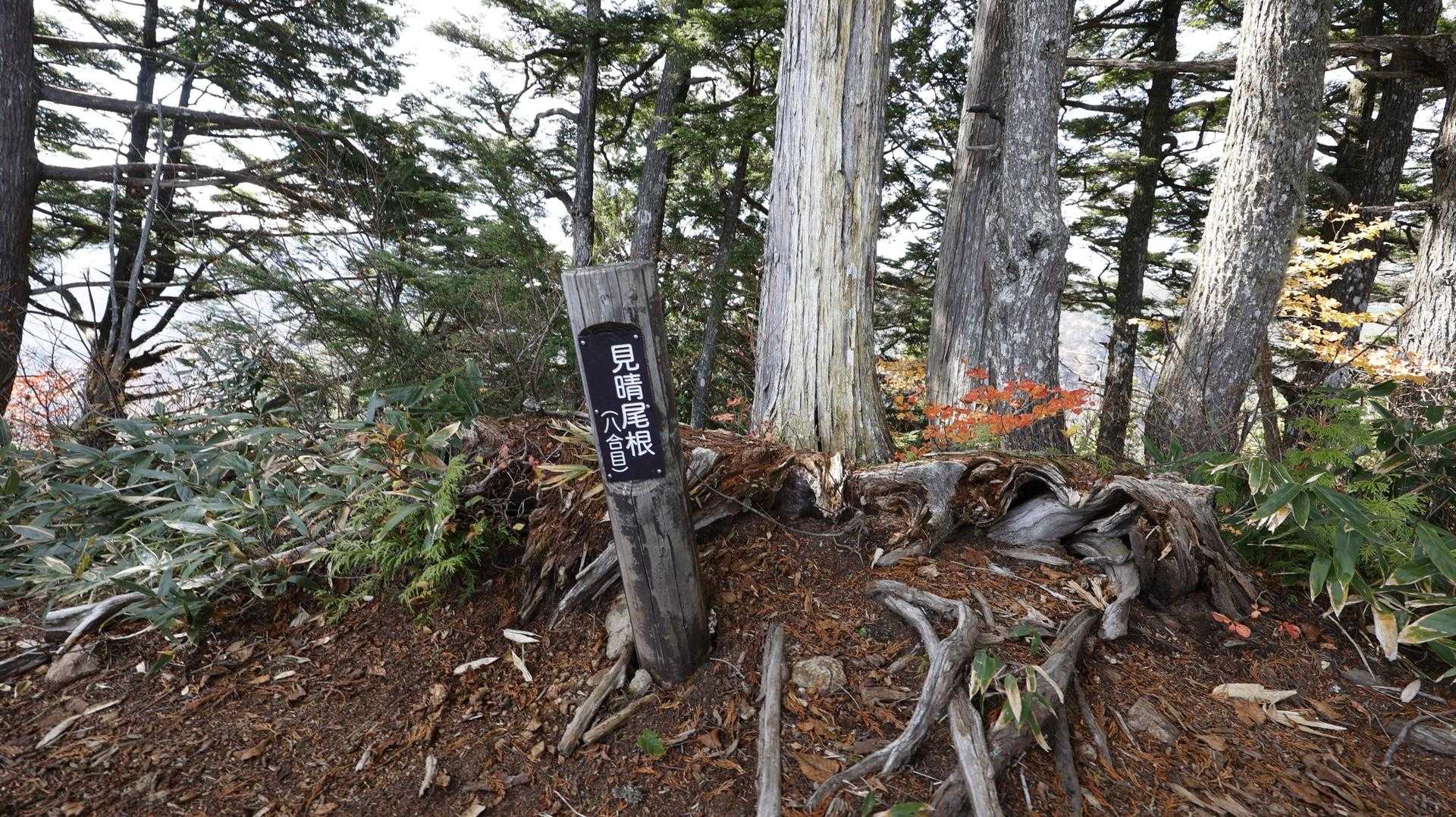 信越トレイル#5（sec.10-9-8／苗場山〜小赤沢〜結東〜森宮之原駅）、完走！ の写真 12