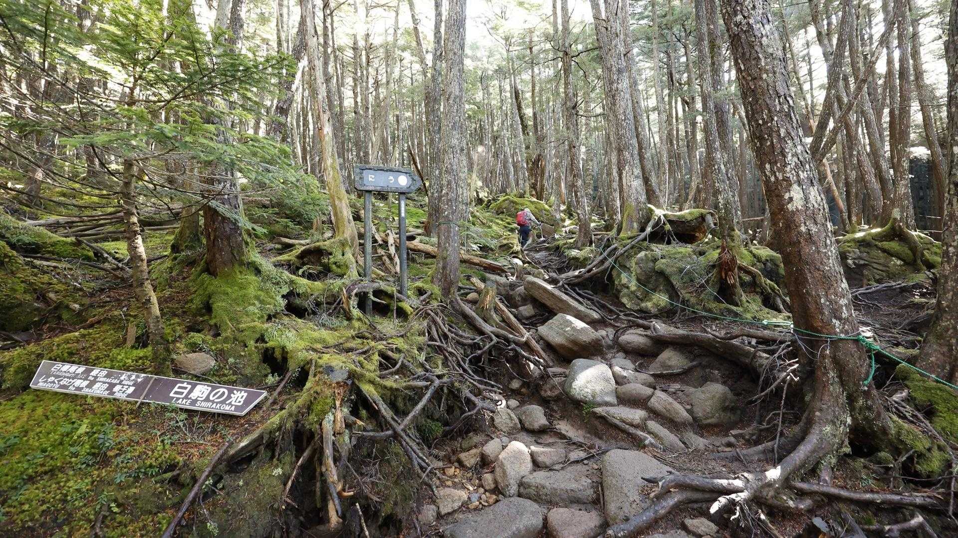 北八ヶ岳縦走（にゅう・東天狗岳・西天狗岳・中山） の写真 12