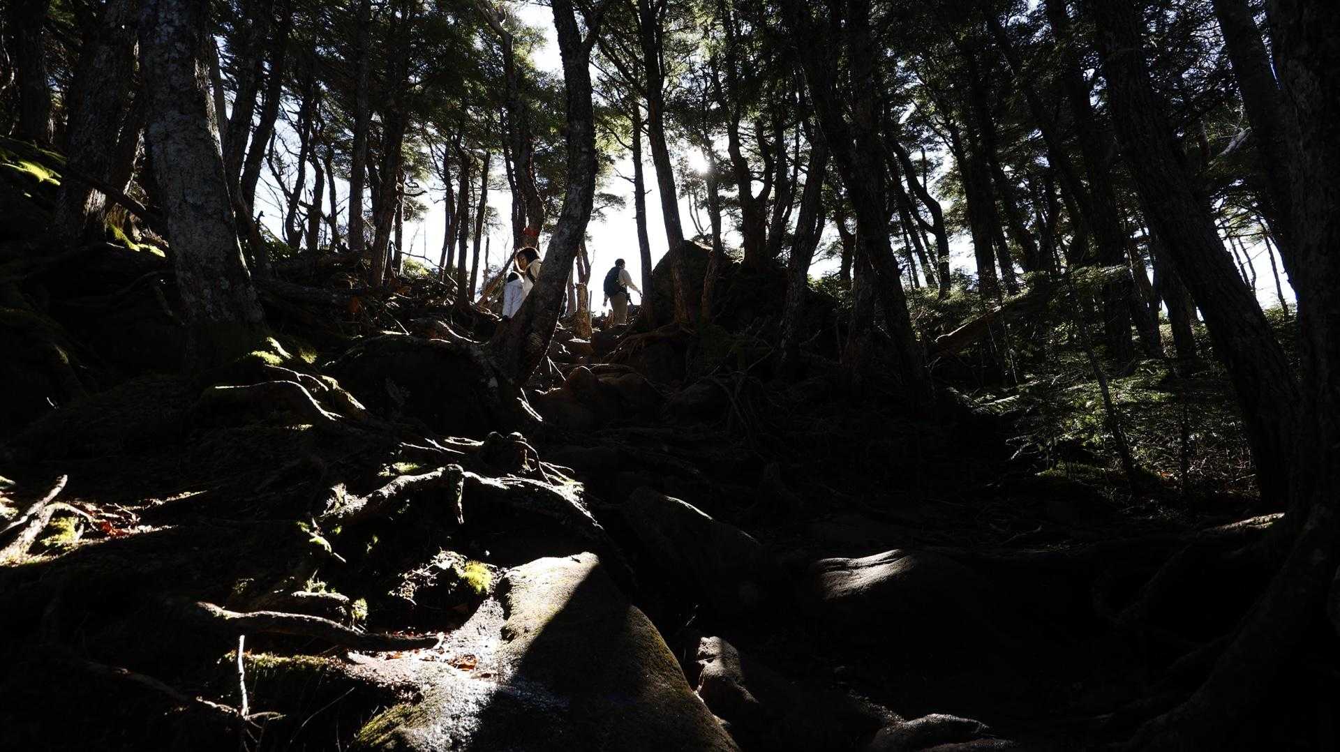 北八ヶ岳縦走（にゅう・東天狗岳・西天狗岳・中山） の写真 13