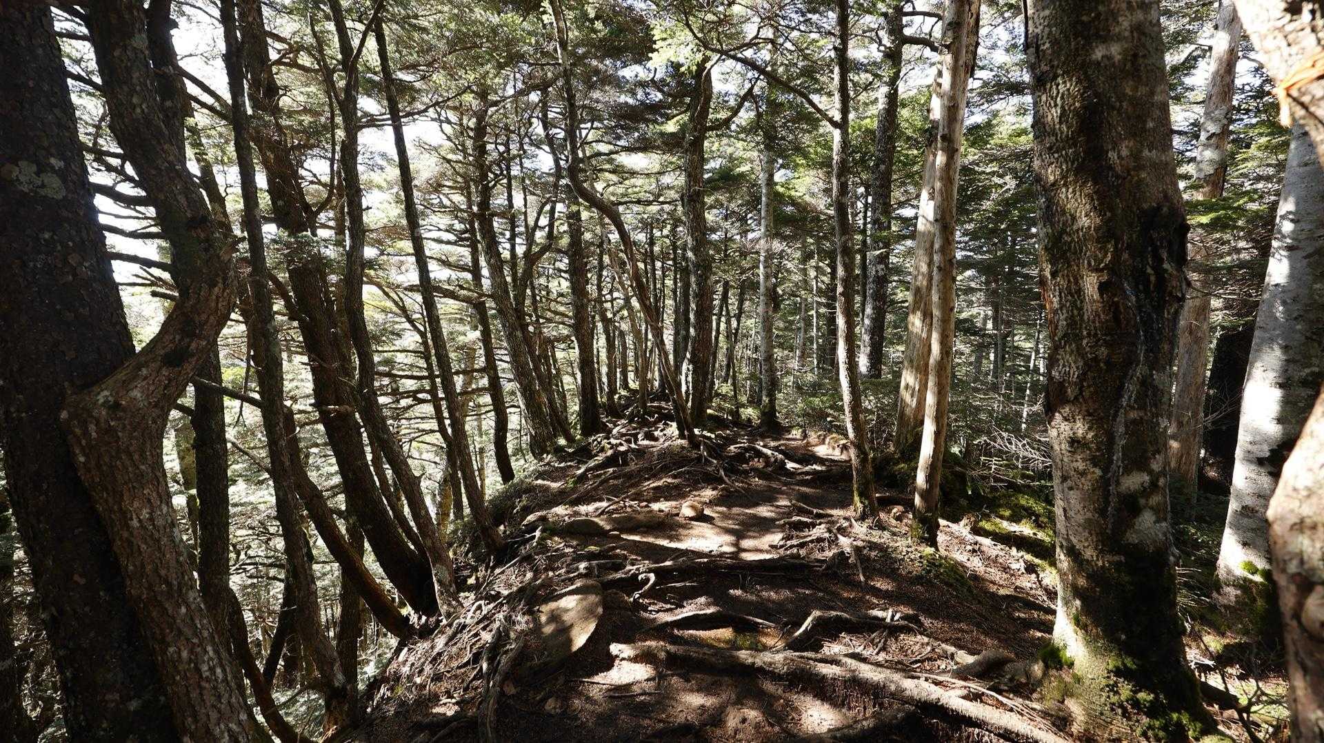 北八ヶ岳縦走（にゅう・東天狗岳・西天狗岳・中山） の写真 16