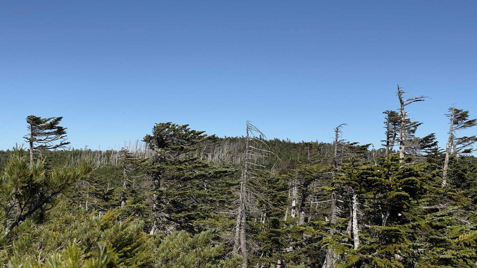 北八ヶ岳縦走（にゅう・東天狗岳・西天狗岳・中山） の写真 47