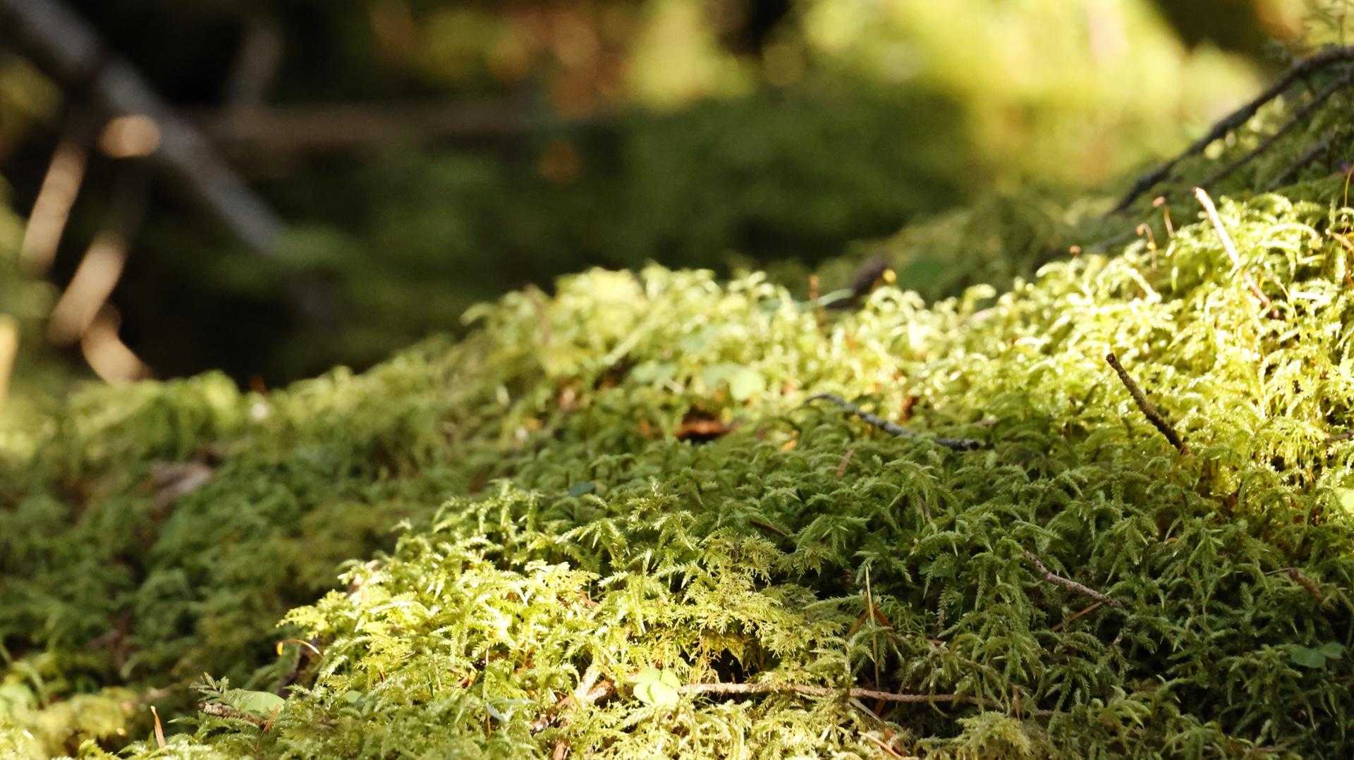 北八ヶ岳縦走（にゅう・東天狗岳・西天狗岳・中山） の写真 48