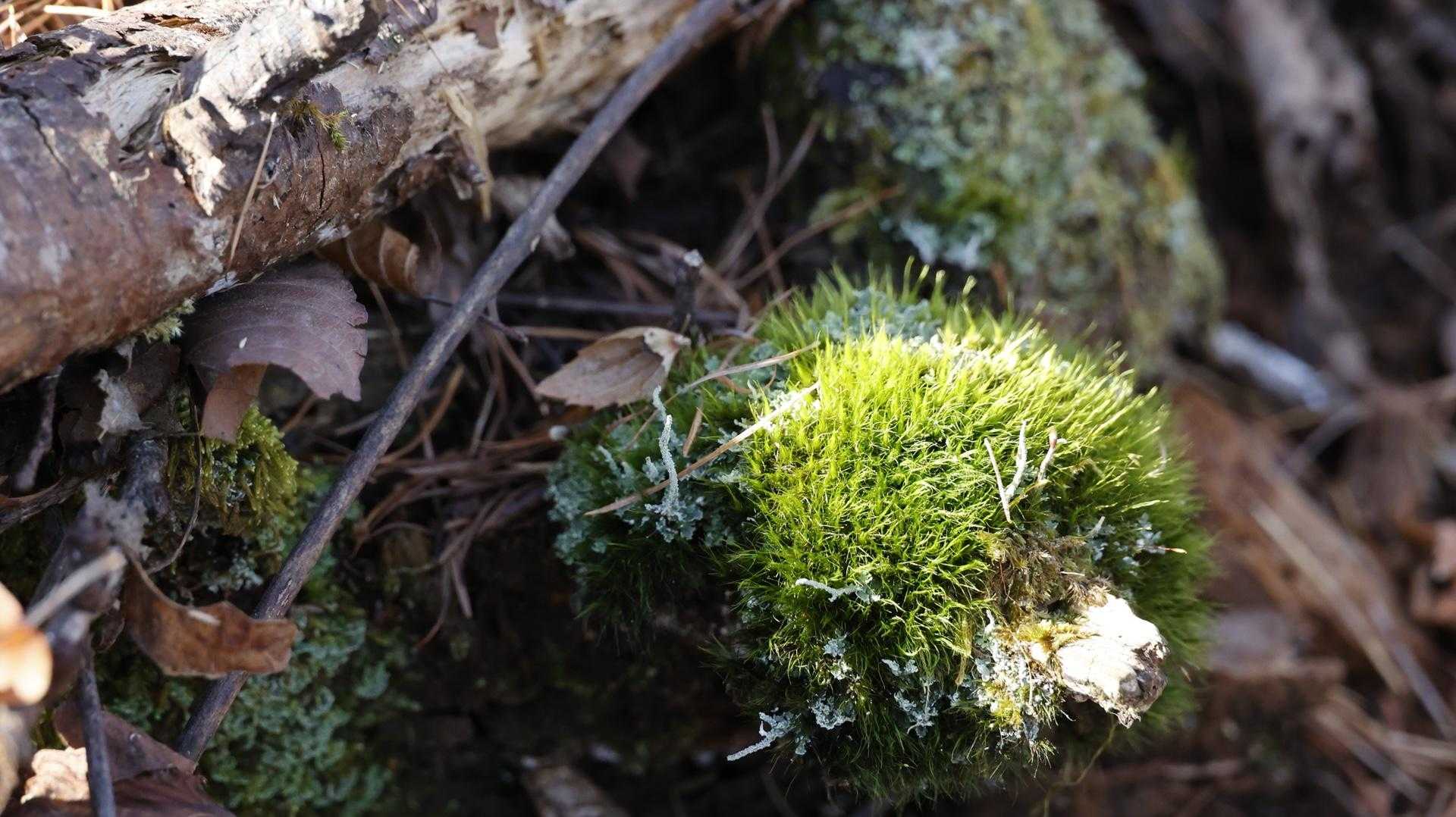 大室山 の写真 4