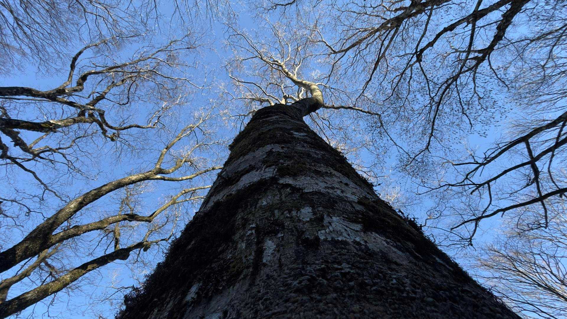 大室山 の写真 5