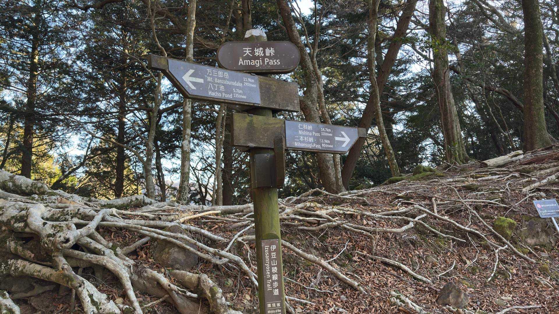 天城山縦走（万二郎岳〜万三郎岳〜小岳〜天城峠） の写真 21