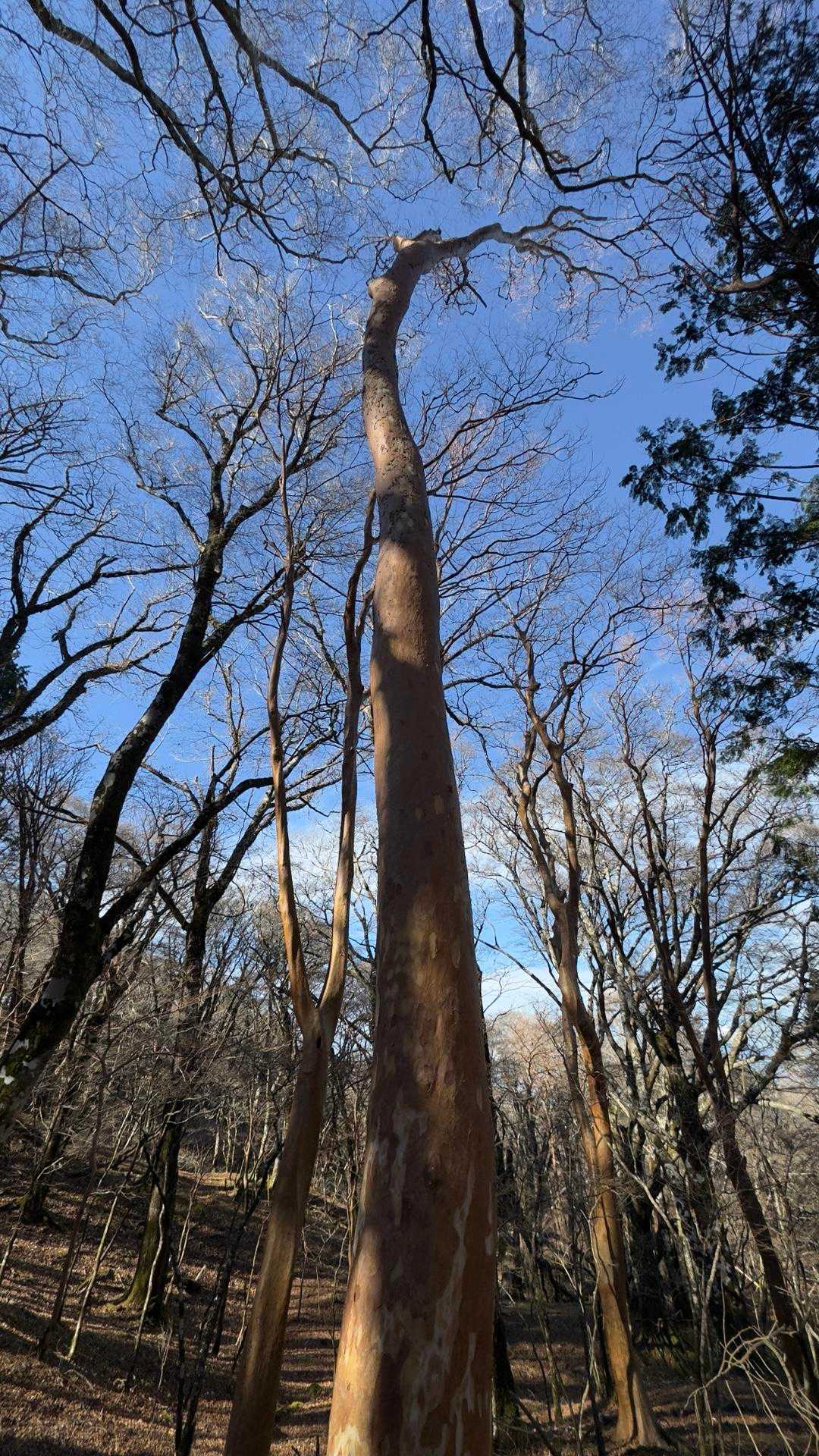 天城山縦走（万二郎岳〜万三郎岳〜小岳〜天城峠） の写真 13