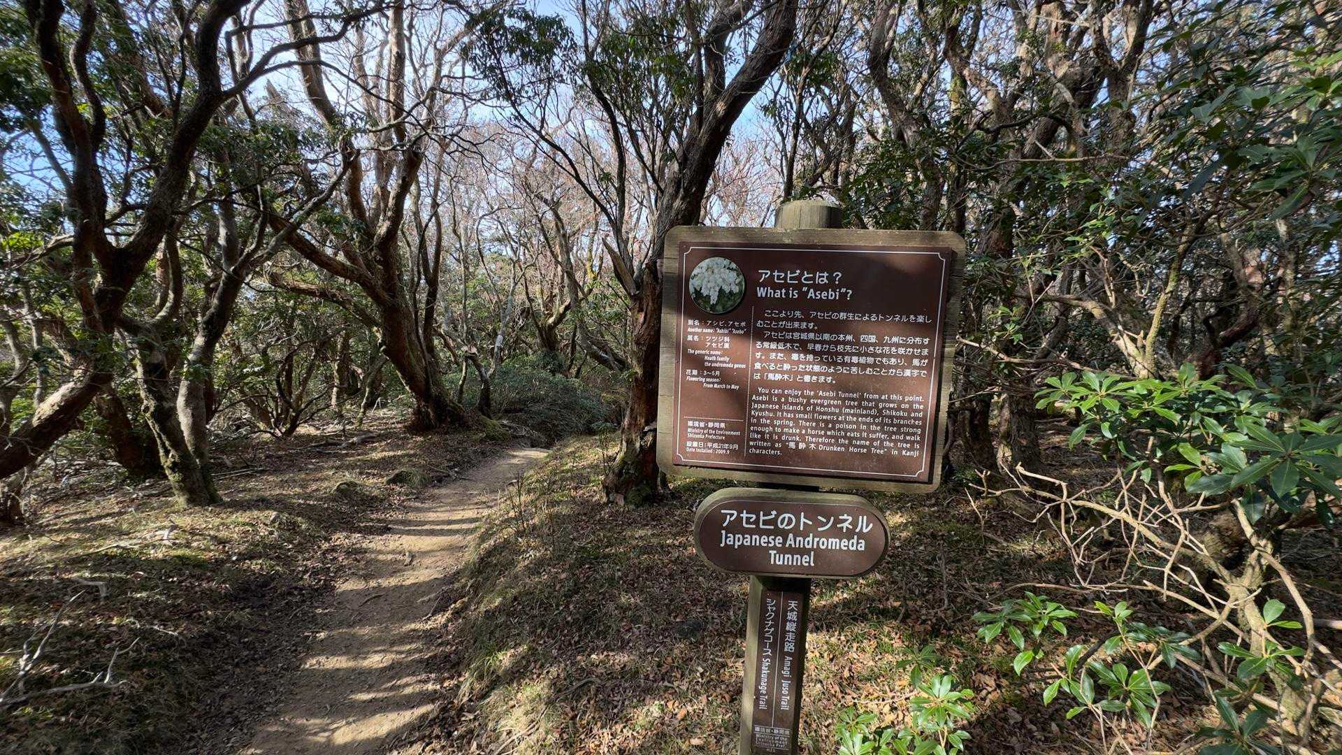 天城山縦走（万二郎岳〜万三郎岳〜小岳〜天城峠） の写真 10