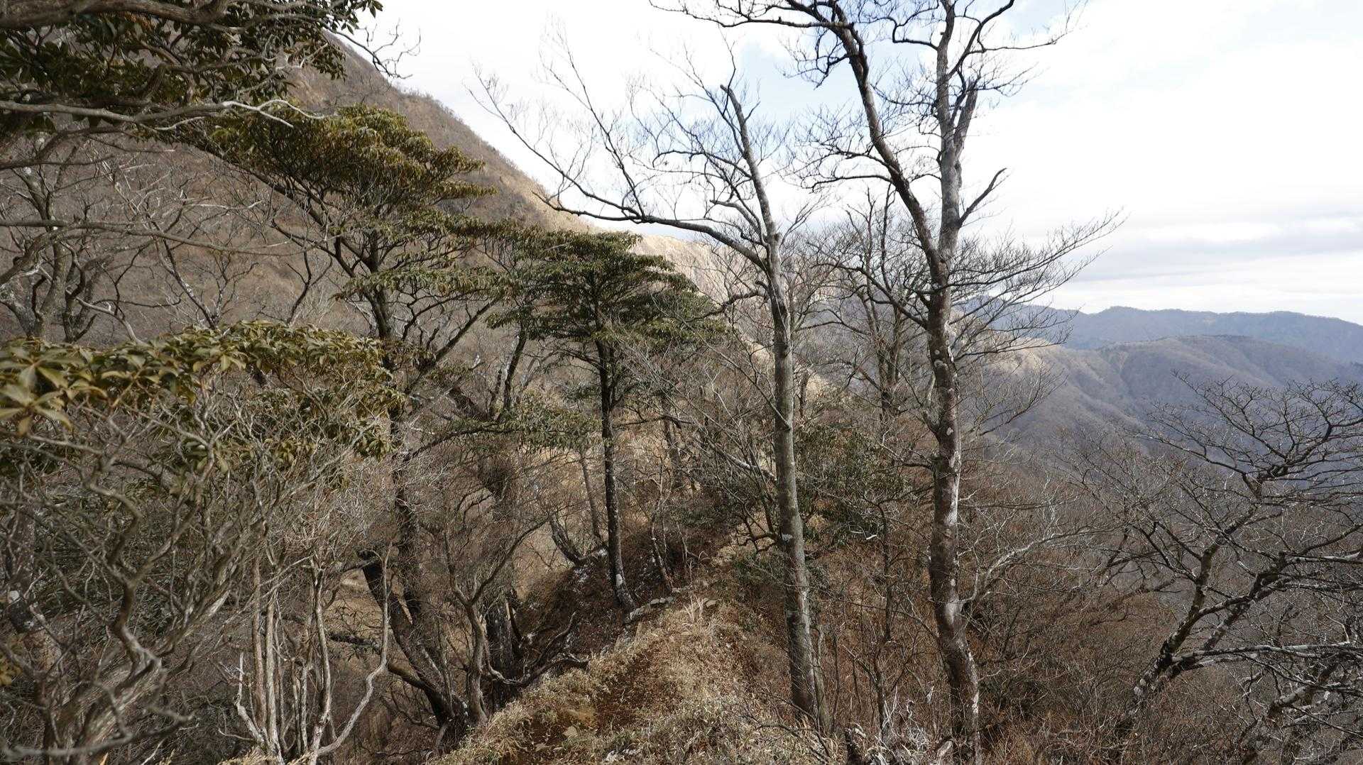 丹沢主脈縦走（檜洞丸•蛭ヶ岳•丹沢山•塔ノ岳•鍋割山） の写真 25