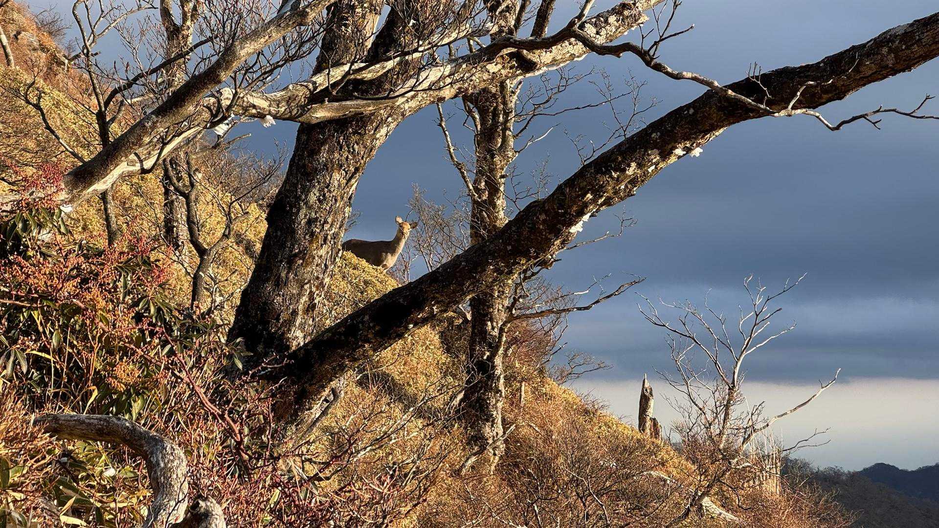 蛭ヶ岳山頂直下に鹿🦌