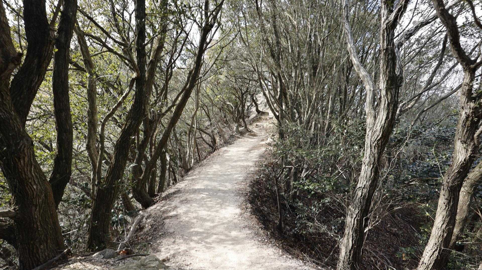 六甲ハイカー（六甲全山縦走路） の写真 84