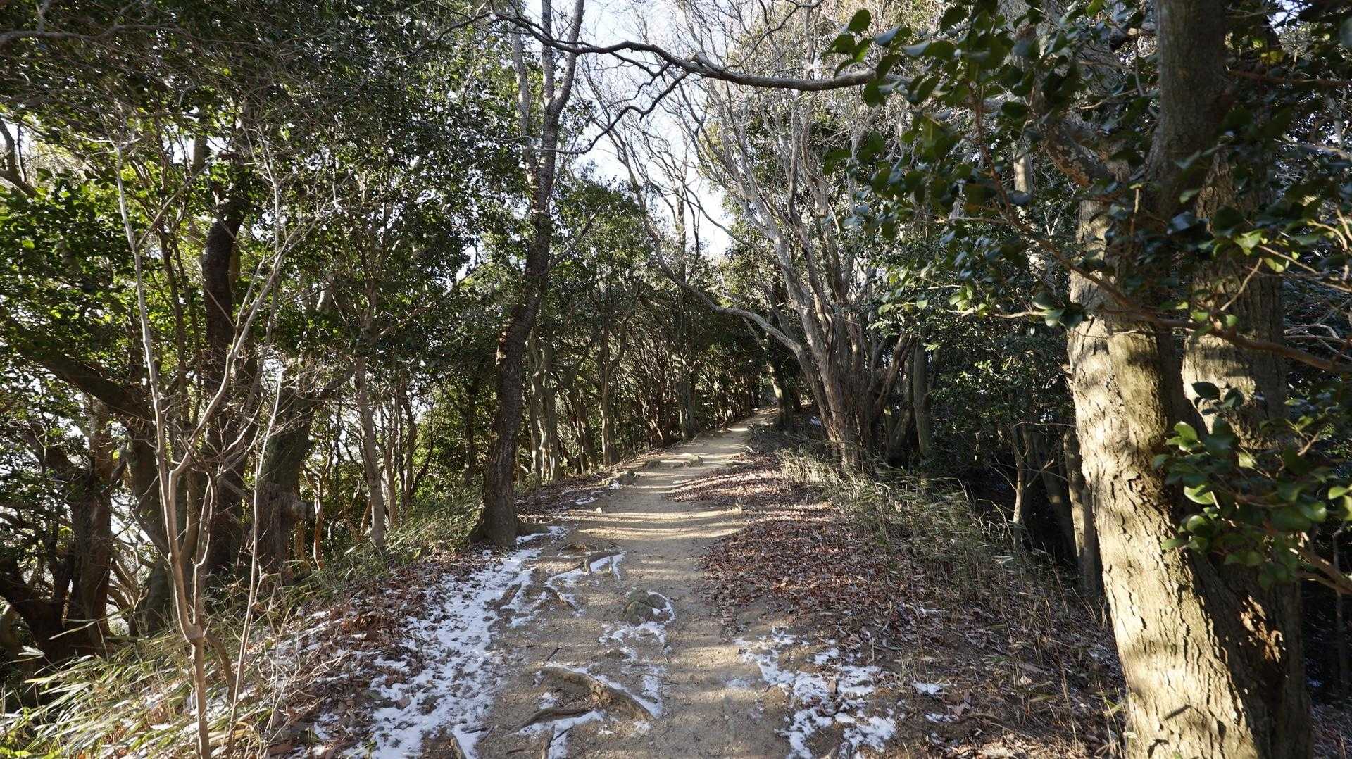 六甲ハイカー（六甲全山縦走路） の写真 51