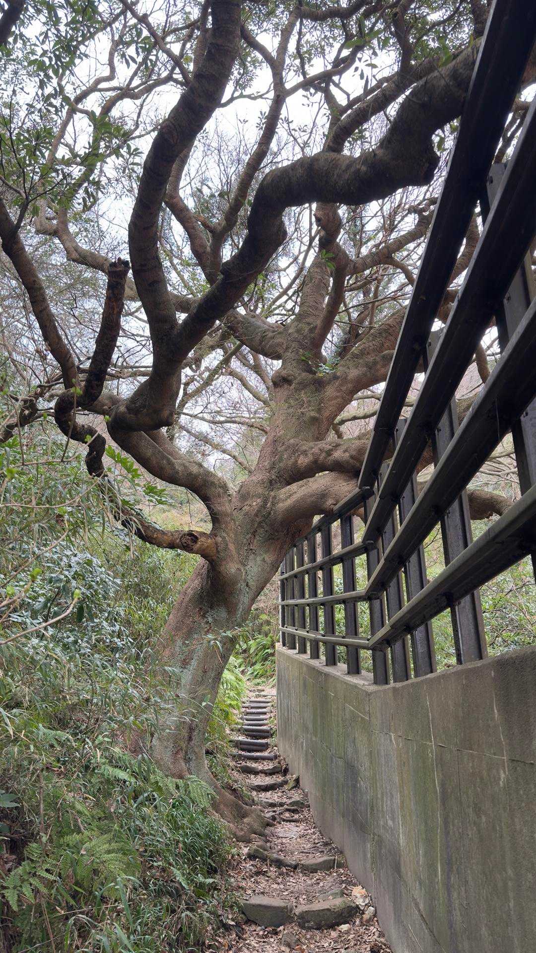 鎌倉アルプス縦走 の写真 3