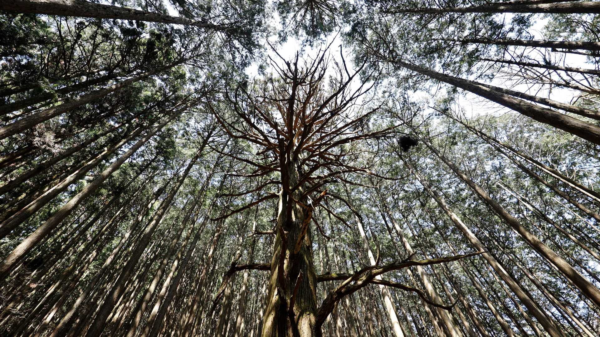 武甲山 の写真 2