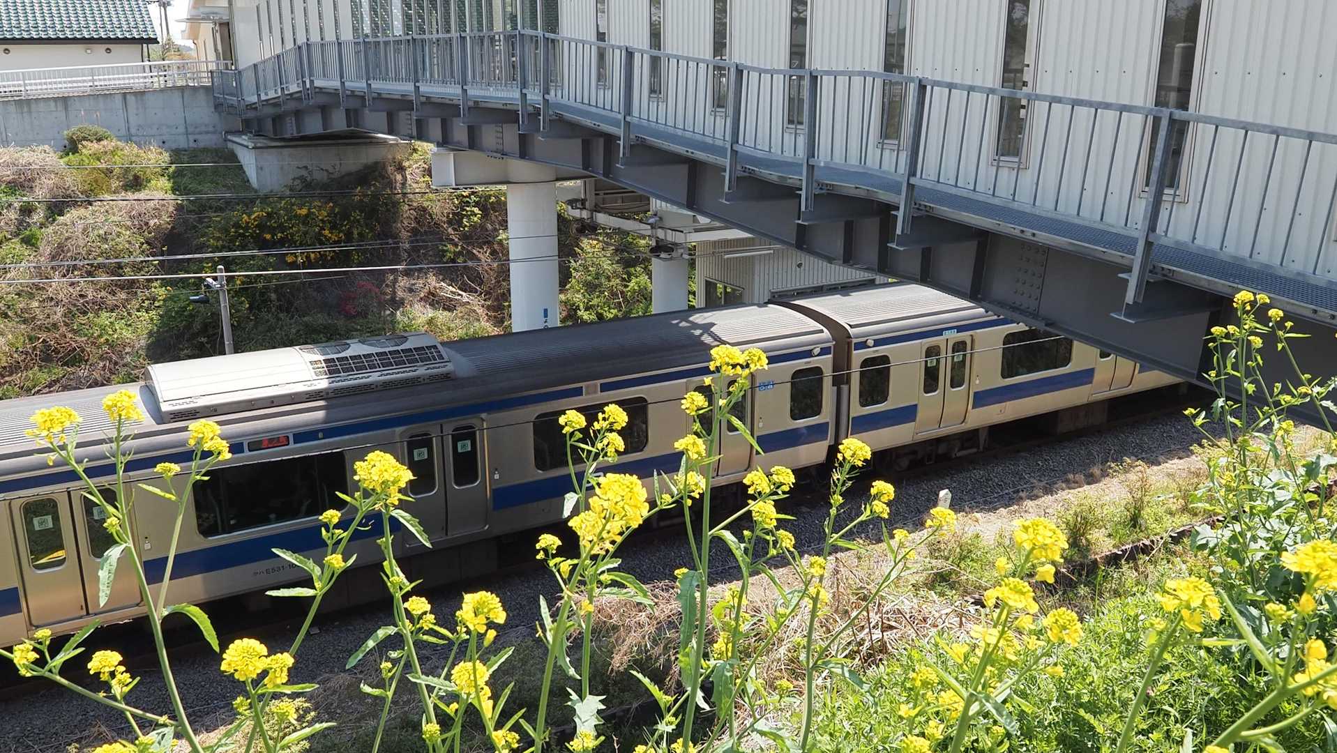 ふくしま浜街道トレイル#3-1 （夜ノ森駅〜大熊〜大野駅） の写真 4