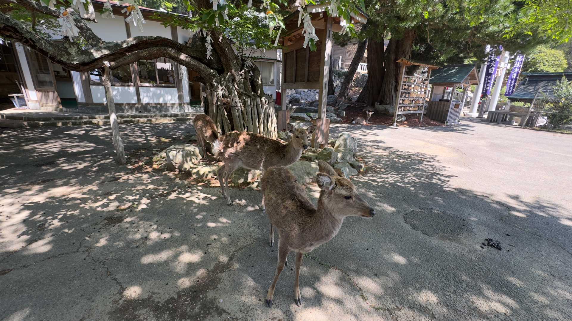 みちのく潮風トレイル#1／松川浦〜女川駅 の写真 136