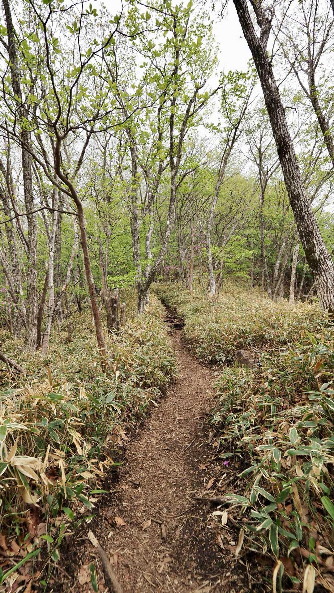 地蔵岳・高天原・黒檜山（赤城山）・駒ヶ岳 の写真 15