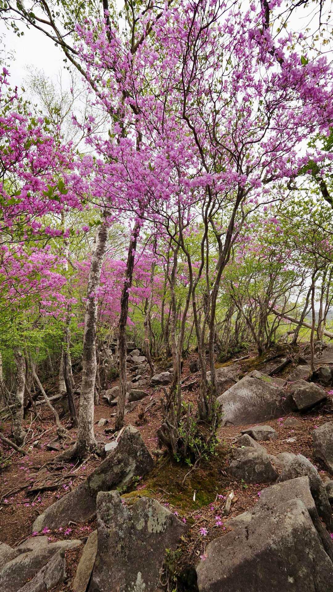 地蔵岳・高天原・黒檜山（赤城山）・駒ヶ岳 の写真 14