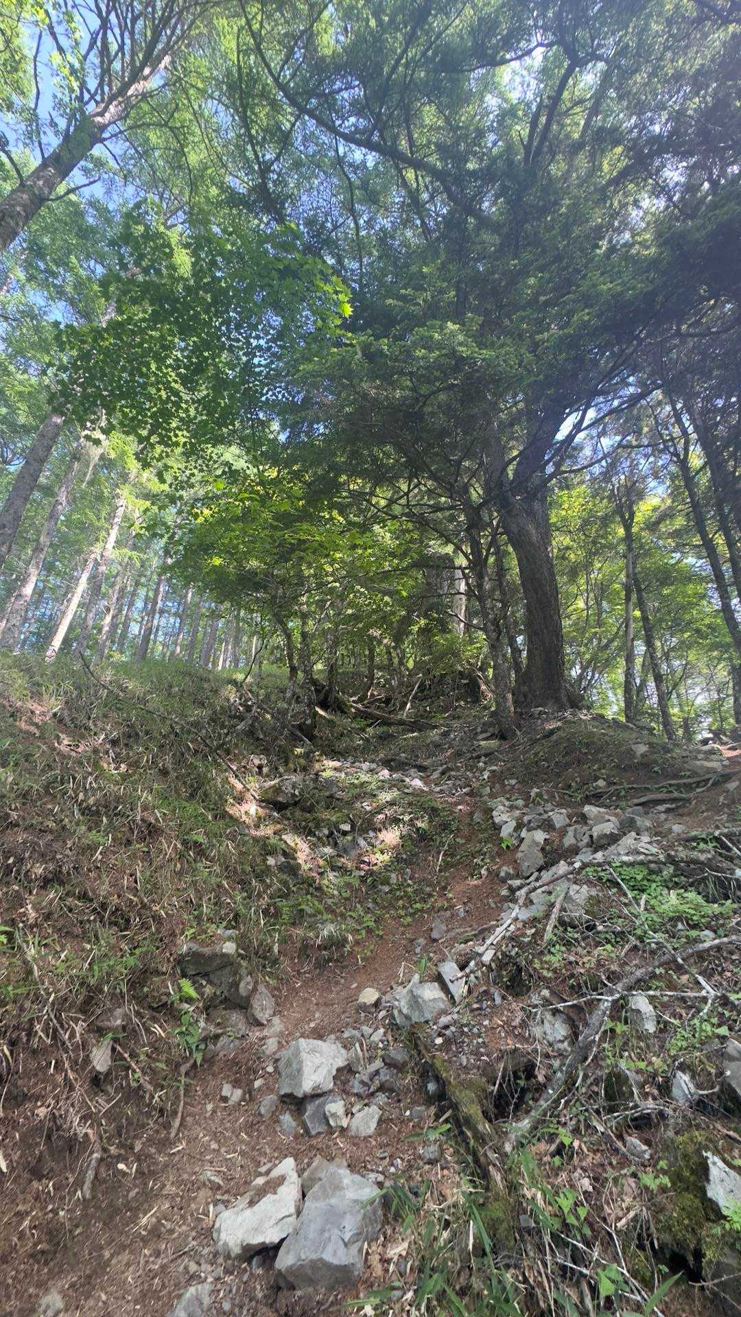 鳳凰三山縦走（薬師岳・観音岳・地蔵岳）夜叉神峠ピストン の写真 4